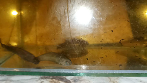 แม่พันธุ์มหาชัยสวย