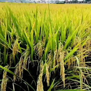 BENIH BIBIT PADI UNGGUL KABIR 07 BERKUALITAS 10KG