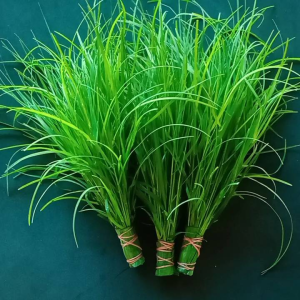 หญ้าแพรก ต้นอ้อยอ่อน(บูชาพระพิฆเนศ) ต้นพันธุ์อ้อยสูงสุพรรณบูรี 50 ชั่วโมง