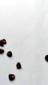 Benih jagung ketan ungu isi (100 butir) bibit jagung pulut