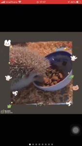 Thức Ăn Cho Nhím Kiểng 1kg Dạng Hạt Dinh Dưỡng [ NHẬP KHẨU THÁI]