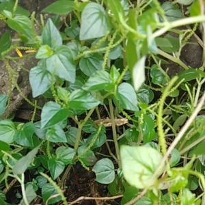 Jual Daun Sirih Cina Segar Per 500 Grn