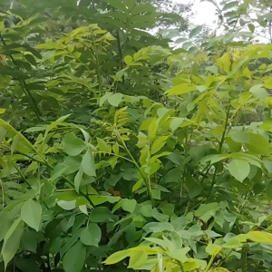Jual Daun Galama Segar 500 Gran