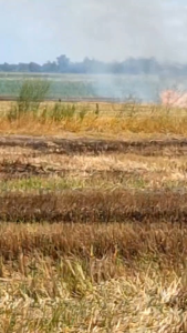 ( 1 ขวด )ย่อยสลาย จุลินทรีย์ธรรมชาติ ช่วยย่อยสลาย ตอซังข้าว ซากอ้อย ตอซังข้าวโพด เศษไม้ใบหญ้า ให้กลายมาเป็นปุ๋ยให้กับดิน