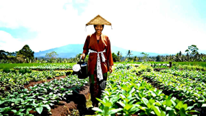 Porot Gembor alat siram tanaman 10 liter