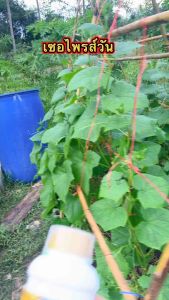 เซอไพรส์วัน“((โปร 2 ขวด))” กระตุ้นการเปิดตาดอก ยืดช่อดอก บำรุงดอก สารสกัดเข้มข้น