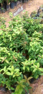 ต้นหอมหมื่นลี้ ขนาด 30-40 Cm.