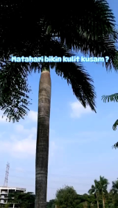 kaheesha whitening body lotion bpom