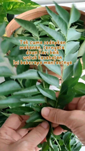 DAUN KARLE PENYEDAP MAKANAN 500GR