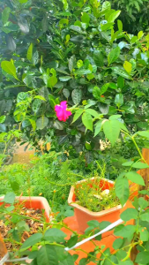 RONG BIỂN RANG ĂN LIỀN TÚI 200gr