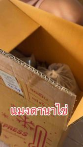 แมงดาตัวผู้ (ฉุน) แพ็คละ 5 ตัว