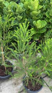 #สน tea tree เป็นต้นที่ใช้สัดน้ำมันมีกลิ่นหอมแรงสดชื่นโตไวมีดอกสีขาวสวยงาม ชาออสซีหรือทีทรีก็สามารถปลูกได้ดีในประเทศไทย ขนาดกระถาง 11นิ้ว สูง70-100cm 1กล่องต่อ1ต้น มากกว่า1ต้นห่อตุ้มถอดกระถาง📌 #ต้นทรีทีออยล์ Tree tea oil ใบมีกลิ่นหอม ☀️70-100% 💧วันล