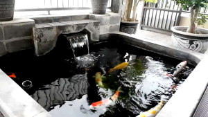 HOKKY KOI Fish Food SPIRULINA HOKKY Fish Food COLOR ENHANCER Makanan Hewan Air Ikan Koi Pakan Ikan Koi HOKKY Color Pelet Ikan Koi HOKKY Kemasan Dos Isi 6 pcs