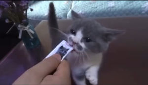 [SG Seller]Premium Cat Treats/ Nutritious Cat Treats/ Cat Food/Cat Snacks