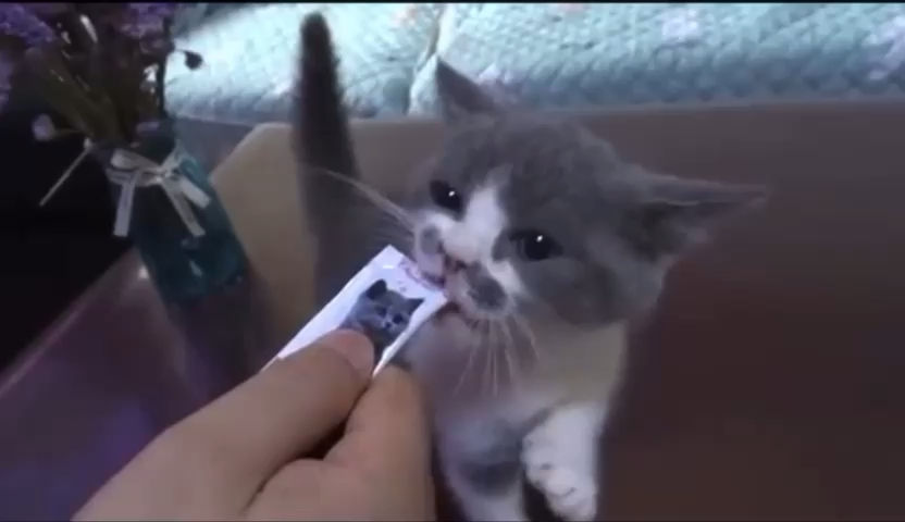 [SG Seller]Premium Cat Treats/ Nutritious Cat Treats/ Cat Food/Cat Snacks