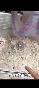 Bucatstate Rat Food 500g 布卡星全价花枝鼠无蔗糖星星粮