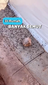 Wiselie Anti Semut Pembunuh Semut Penghilang Semut Efektif Pembasmi Semut dengan Aromatic Formula