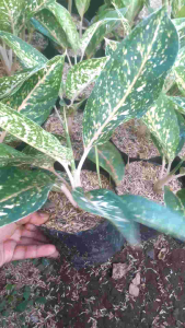 {\n    \"article\": \" Tanaman hias aglonema serena lokal jadul