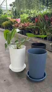 ‼️ถูก  ส่งเร็วทันใจ‼️  กระถางพลาสติกลายเส้นตรง ทรงสูง พร้อมจานรอง ขนาด 8 นิ้ว