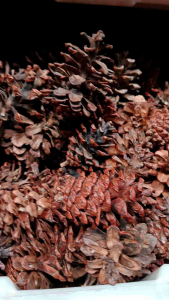 Biji pinus - buah pinus kering - Pinus bahan dekor - bahan fotografi