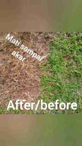 Cairan Pembasmi Rumput Liar & Gulma/Herbisida 1liter+500ml/Rumput Mati Sampai Akar