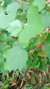 Daun Pulutan Rumput Segar Spesial Rumput Alam untuk kesehatan (kemasan 400 gram)