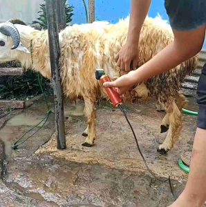 Mesin Cukur Hewan dengan Desain Ergonomis & Berkualitas Tinggi