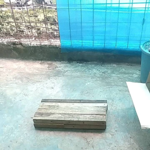 Sabit alat babat ilalang & rumput liar baja murni