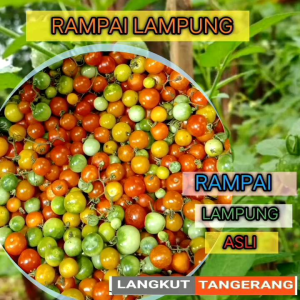 rampai lampung organik 100gram