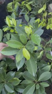 Ficus Microcarpa Gold / Pokok Pagar / Pokok Landskap (Live Plant)