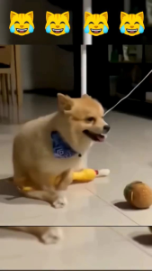 AYAM TERIAK MAINAN KUCING & ANJING