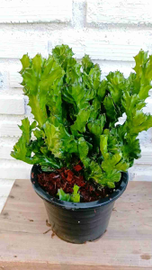 ต้นหยกกำแพงเมืองจีน ต้นกระบองเพชร ต้นไม้นำโชค ต้นหยกนำโชค ต้นไม้มงคล พร้อมกระถาง4นิ้วและแบบกอใหญ่