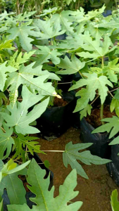 Anak Pokok Betik Sekaki