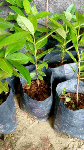 Pokok Salam/Bay Leaves