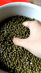 KACANG HIJAU 1 KG