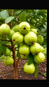 COD Promo Bibit Jambu Kristal 4 Bulan Siap Berbuah/Okulasi