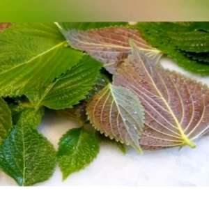 Siro ho Nibifa giảm ho đau rát họng khàn tiếng