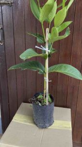 กิ่งพันธุ์ ชมพู่เพชรสายรุ้ง (กิ่งตอน) (แท้) ของดี จ.เพชรบุรี ( กิ่งตอน พร้อมปลูก)