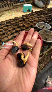 BIBIT POLONG KECAMBAH SAWIT VERDANT SELECT UNGGUL BERSERTIFIKAT TERLARIS Benih Super Bersertifikat Isi 200 Butir Bibit - Lazada