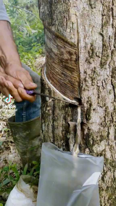 BIBIT KECAMBAH POLONG KARET MERAH MALAYSIA UNGGUL BIBIT KARET GOLDEN HOPE PB260 ASLI BERKUALITAS
