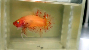 Solid Yellow Vanda Halfmoon Plakat HMPK Betta Fish / Ikan Laga/ 斗鱼 (Not random fish）17