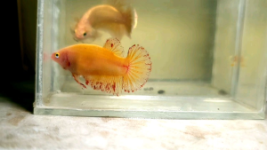 Female Solid Yellow Vanda Halfmoon Plakat HMPK Betta Fish / Ikan Laga/ 斗鱼 (Not random fish）17