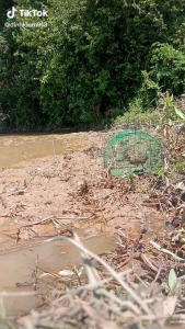 combo bẫy cuốc 1 Loa ws 898 1 thẻ nhớ 100 tiếng 1 thòng đa năng 1 cuốc giả