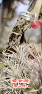 Air Plants Tillandsia Funckiana air plants Smaller Size 5cm below