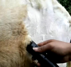 COD CEPAT Baorun Lengkap P6 P7 P9 K5 Alat Cukur Bulu Binatang Domba Anjing Kucing Kambing DLL / Mesin cukur domba garut di cas s1 pro / Alat cukur kambing domba baorun listrik elektrik pet dog clipper