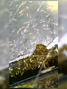 Live Gold Guppy 黄金孔雀鱼对鱼 ready breed saiz besar (beli 4 pair free 1 pair)