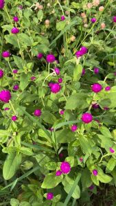 ดอกบานไม่รู้โรย/ดอกสามปี🌱เก็บสดตามออเดอร์(บรรจุ100ดอก)