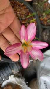 หัวดอกบัวดิน Sweet Rabbit หัวละ 20 บาท