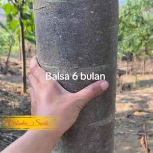 [Virladia Seeds] Biji Benih Pohon Kayu Balsa Putih