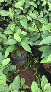 Bibit pohon kenanga sudah berbunga | bibit tanaman bunga kenanga berbunga